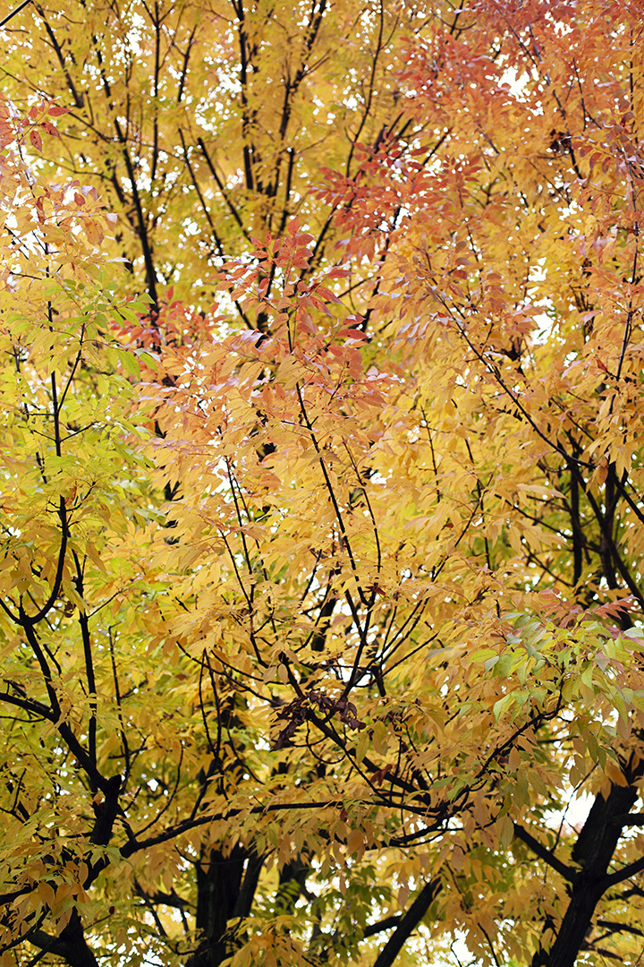 Fall foliage in Riverdale, NY - photo by Stacey Natal