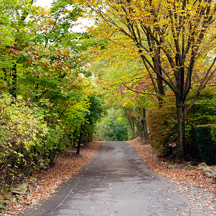 Fall foliage in Riverdale, NY - photo by Stacey Natal