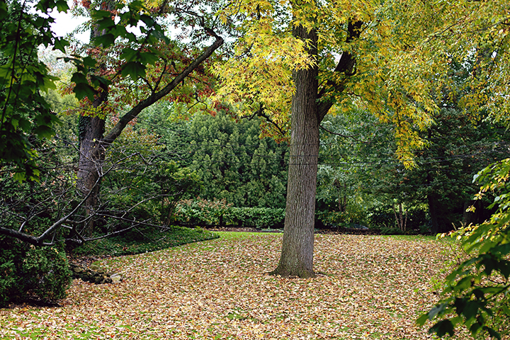 Fall foliage in Riverdale, NY - photo by Stacey Natal