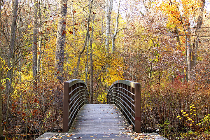 Fall Foliage Photo Walk, Scarsdale NY