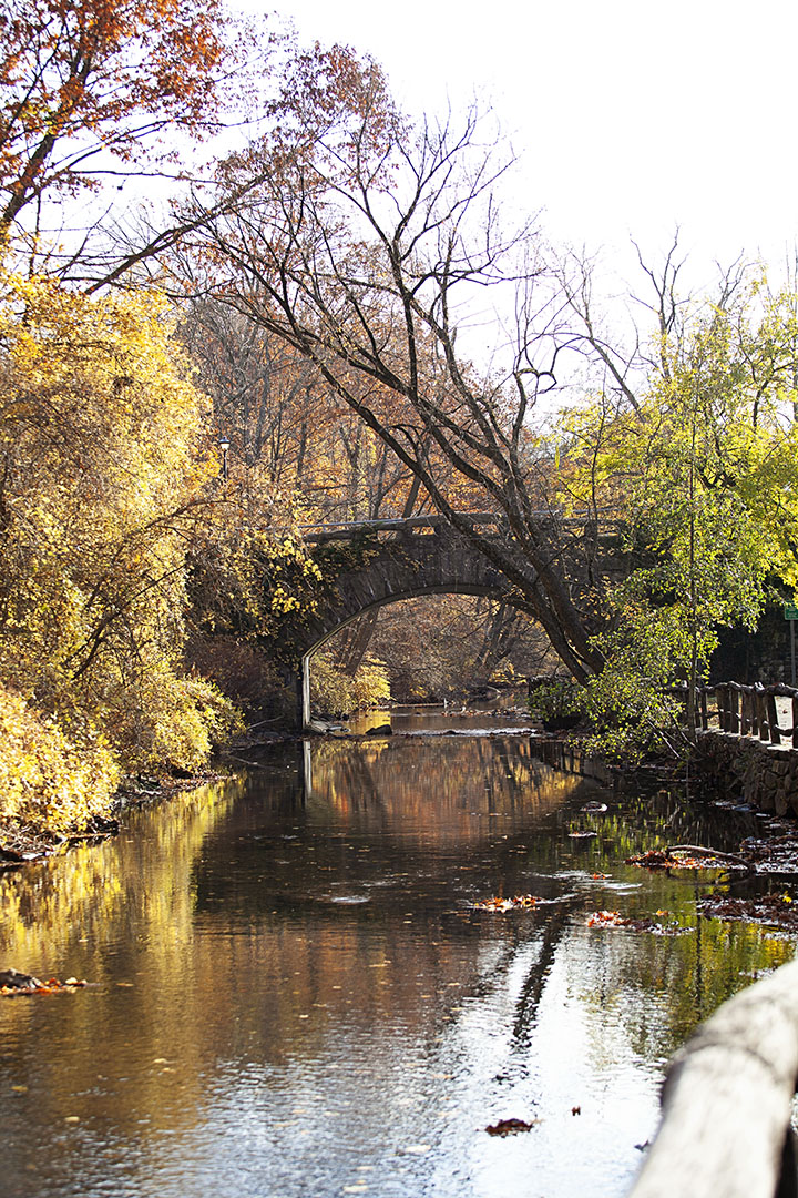 Fall Foliage Photo Walk, Scarsdale NY