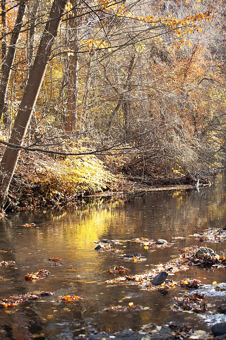 Fall Foliage Photo Walk, Scarsdale NY