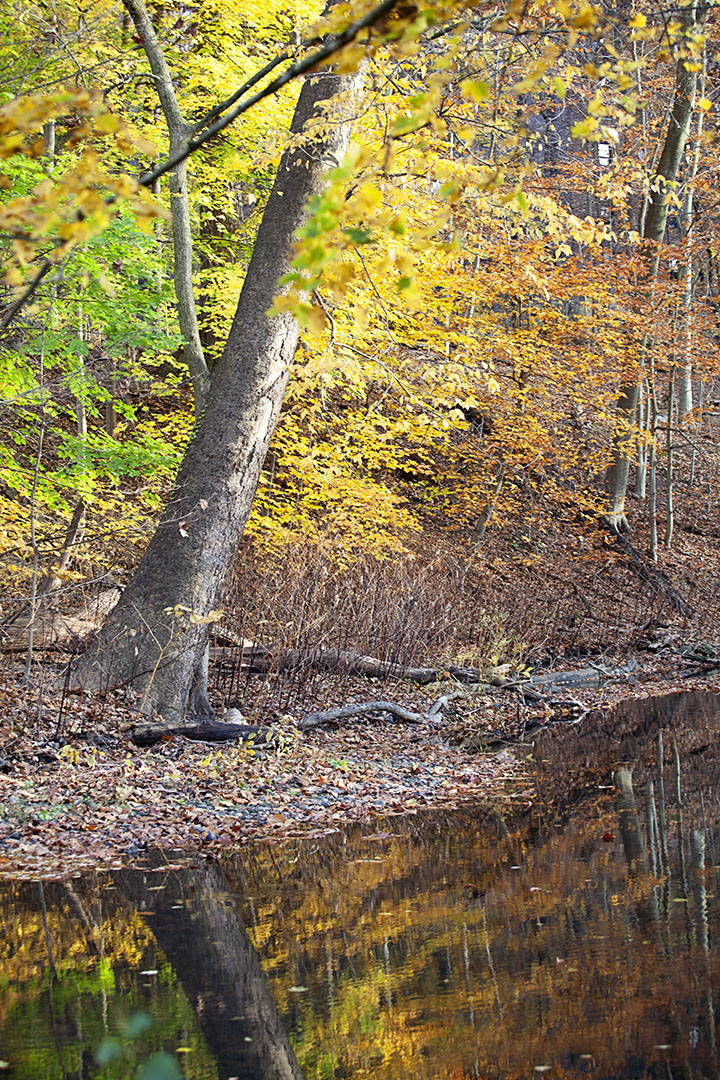 Fall Foliage Photo Walk, Scarsdale NY