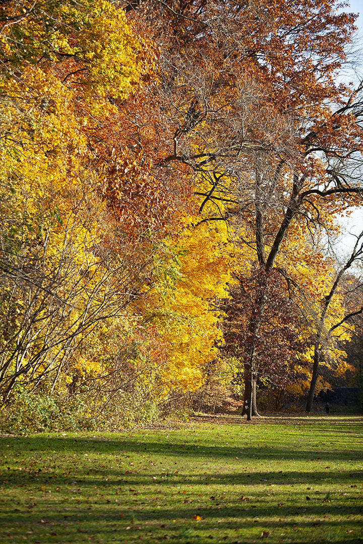 Fall Foliage Photo Walk, Scarsdale NY