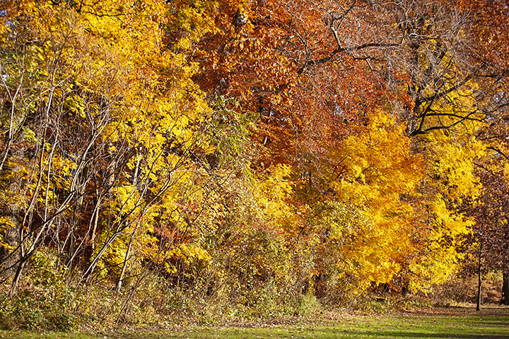 Fall Foliage Photo Walk, Scarsdale NY