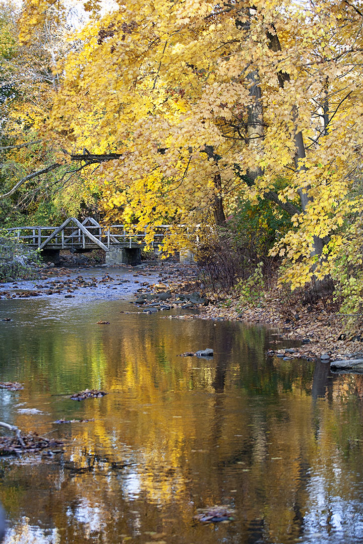 Fall Foliage Photo Walk, Scarsdale NY