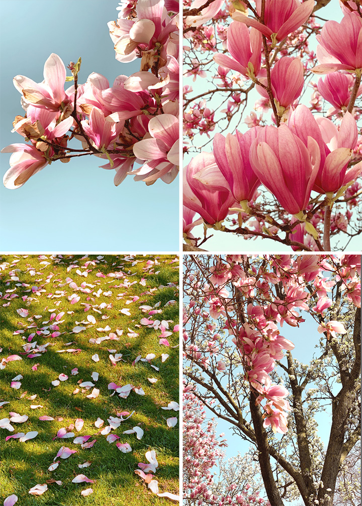 Magnolia Collection - Stacey Natal on Society6