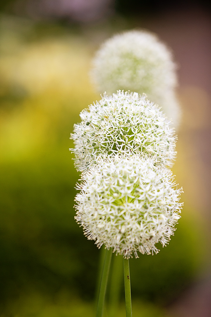 onion flowers - 40 day sof floral art challenge with Stacey Nata