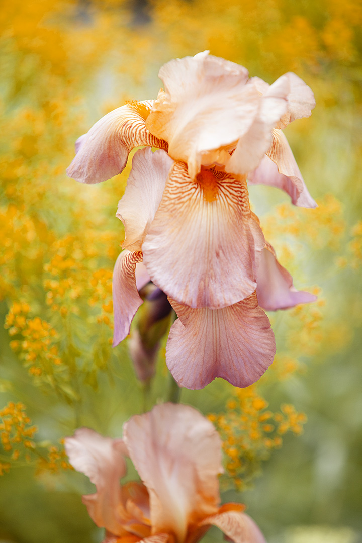 FIne Art Flower Photography by Stacey Natal