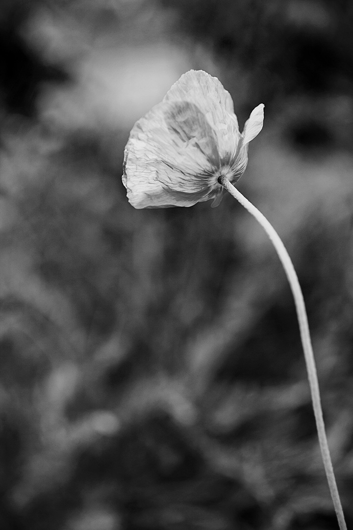 blank and white flowere - 40 day sof floral art challenge with Stacey Nata