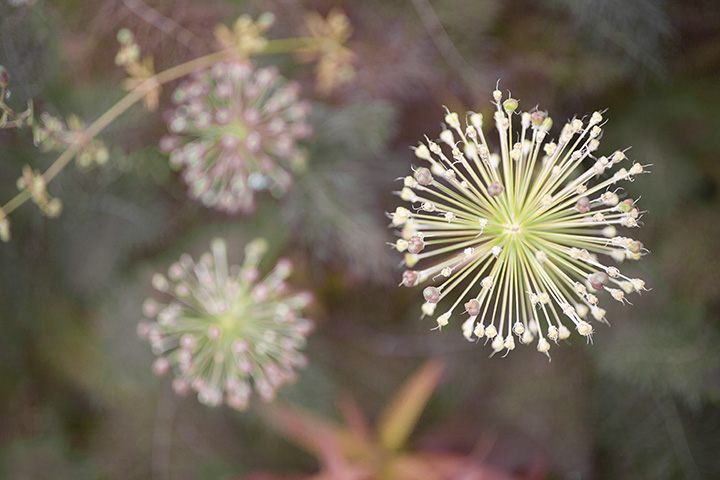 FIne Art Flower Photography by Stacey Natal