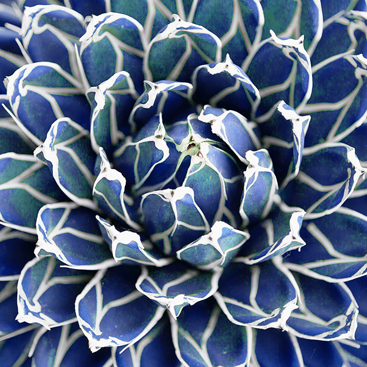 Blue Succulents