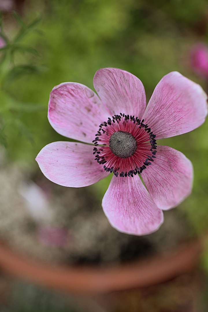 40 day sof floral art challenge with Stacey Natal