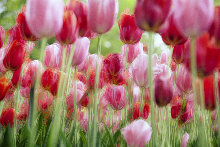 pink and red tulips