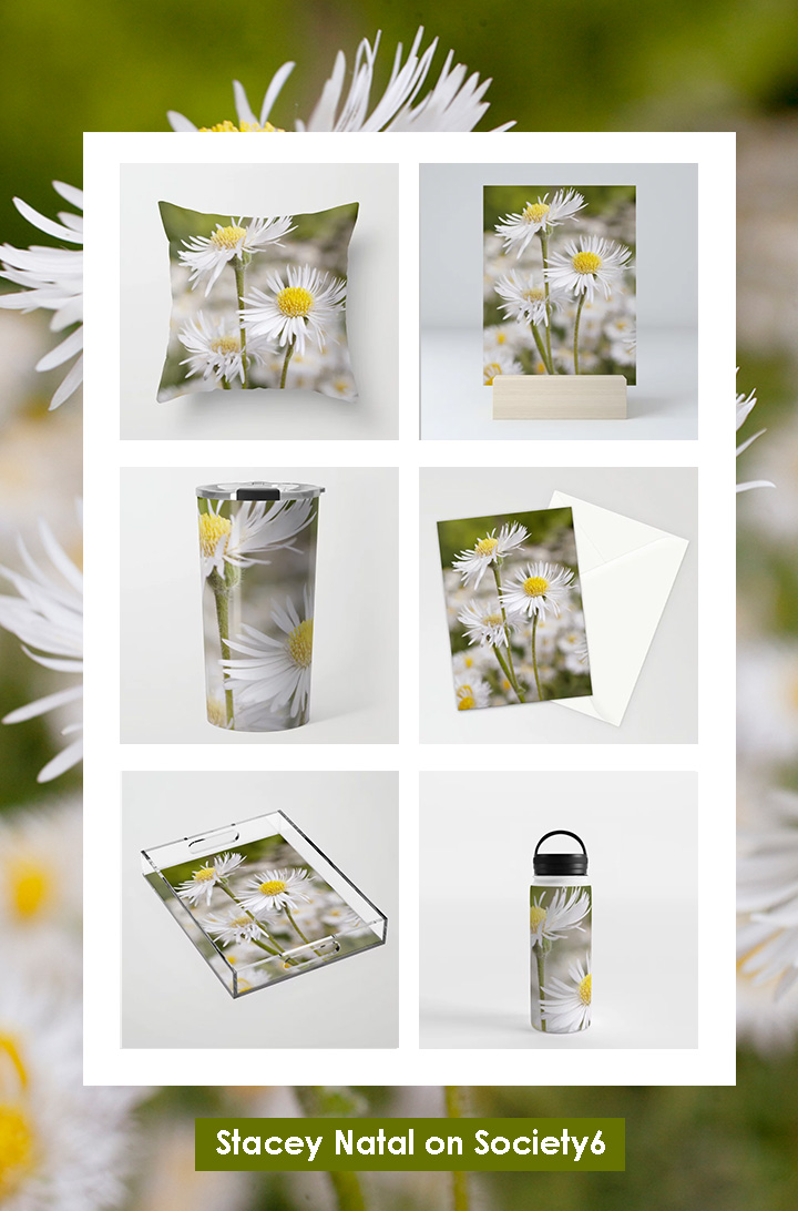 Daisies on Society6 - Stacey Natal