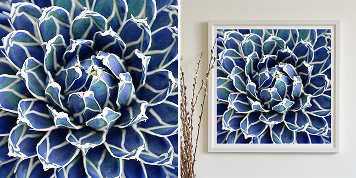 Blue Succulents Limited Edition Art Prints