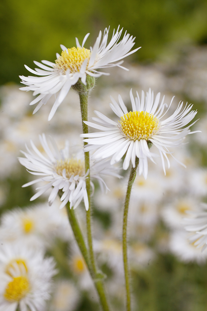 Daisies by Stacey Natal