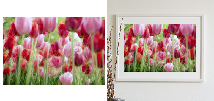 Pink & Red Tulips - Limited Edition Art Prints