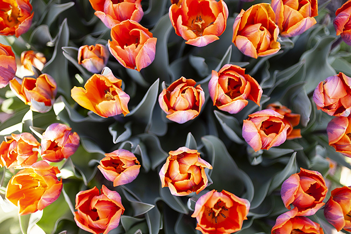 Tulips - fine art floral photography by Stacey Natal