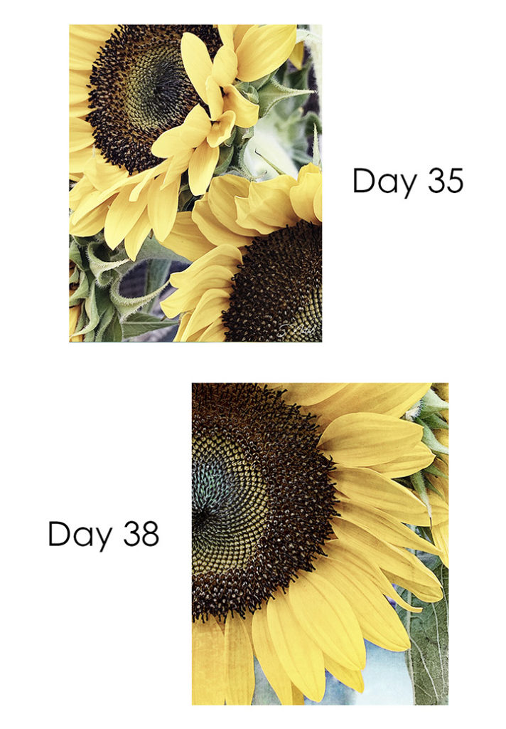 40 days of floral art challenge with Stacey Natal