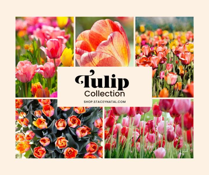 The tulip collection by Stacey Natal