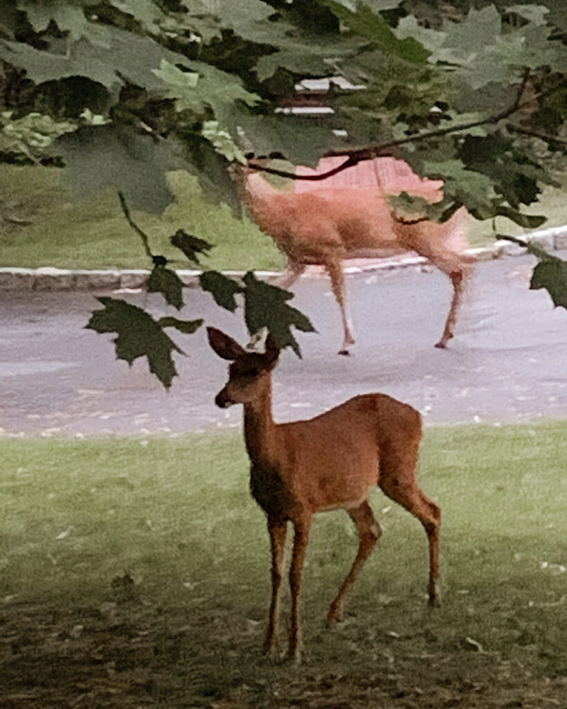 Deer - hiking in Hastings