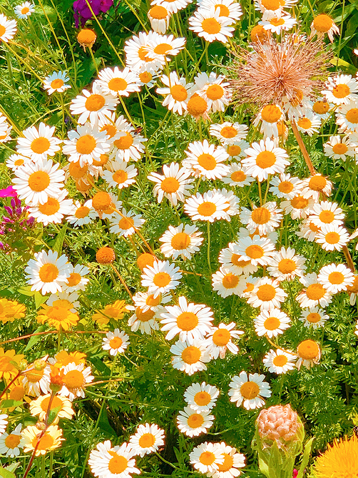 daisies