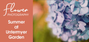 Flower Photography - summer at untermyer garden